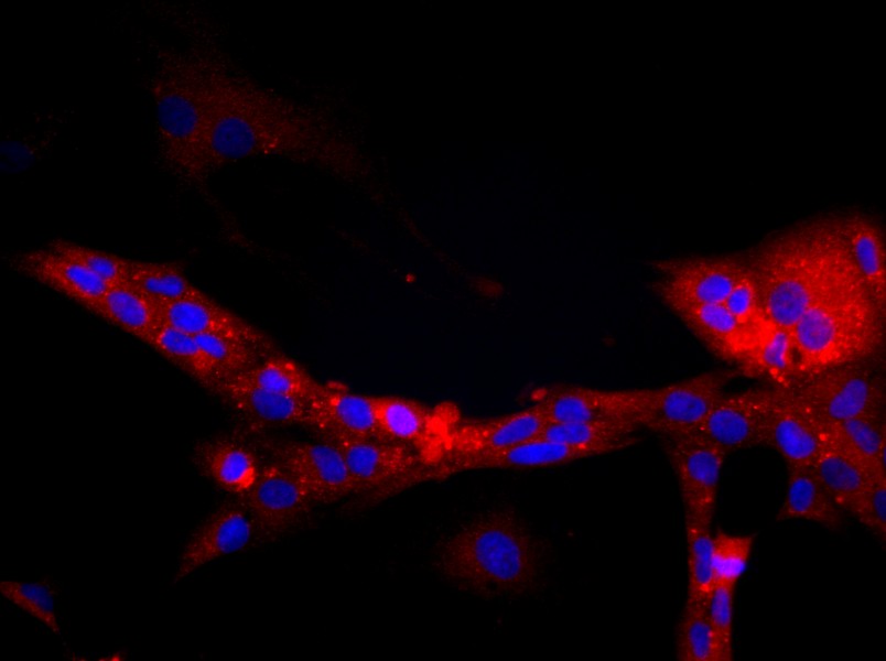 Rat Glomerular Endothelial Cell Complete MediumRat Glomerular Endothelial Cell Complete Medium - 2