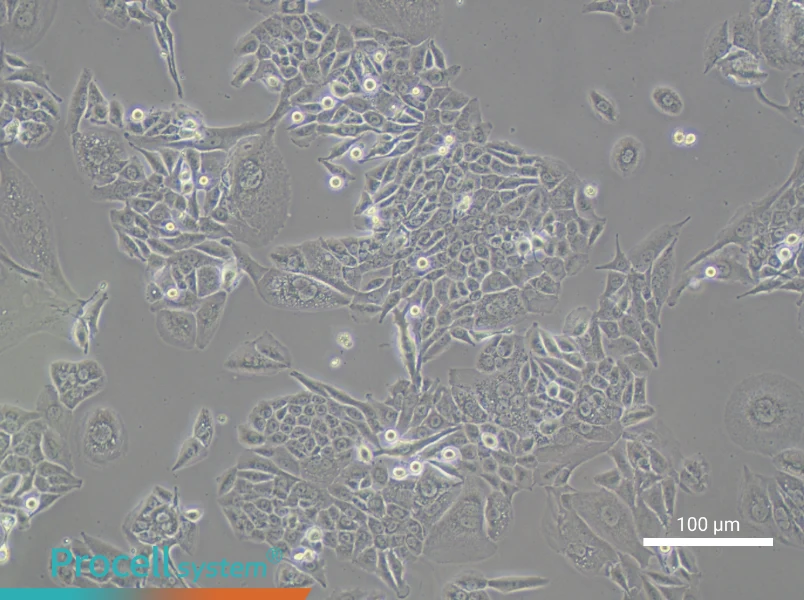 Hs 766T Cell Complete MediumHs 766T Cell Complete Medium - 1