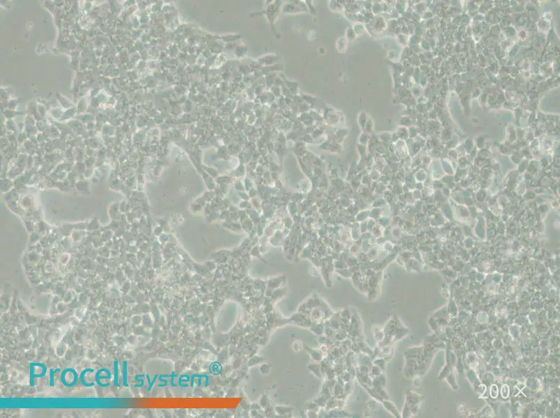 SW620-LUC Cell Complete Medium - 4