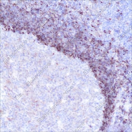 Recombinant CD79b Monoclonal Antibody - 3
