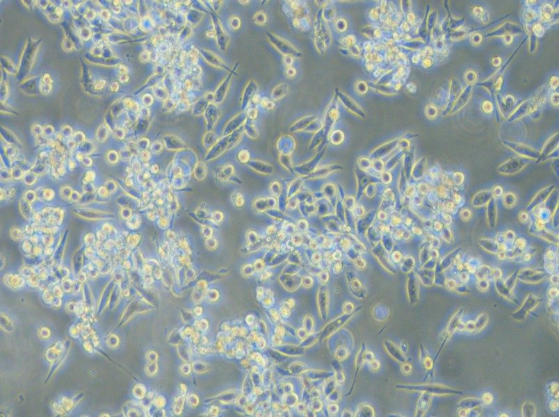 MKN-45 Cell Complete Medium - small - 4