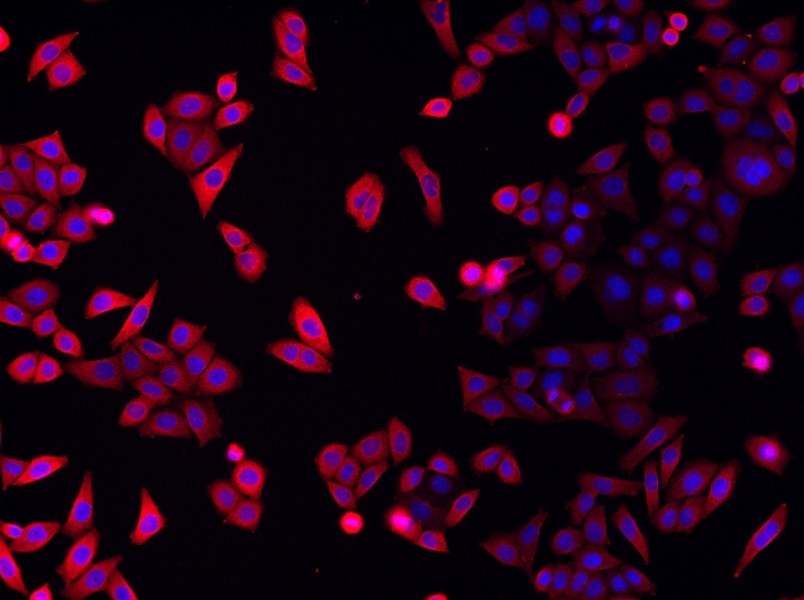 Mouse Coronary Artery Endothelial Cell Complete Medium - 2