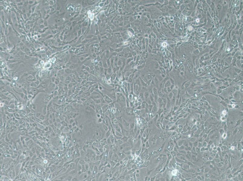 Panc 08.13 Cell Complete Medium - 3