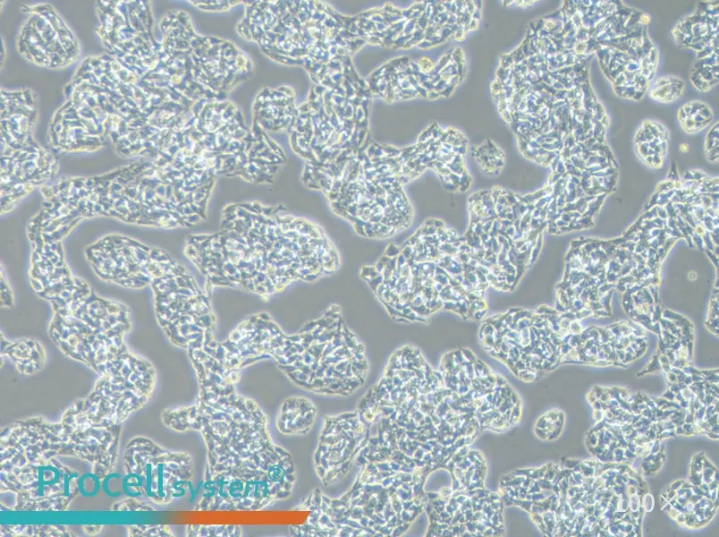 Hep G2 Cell Complete Medium - 2