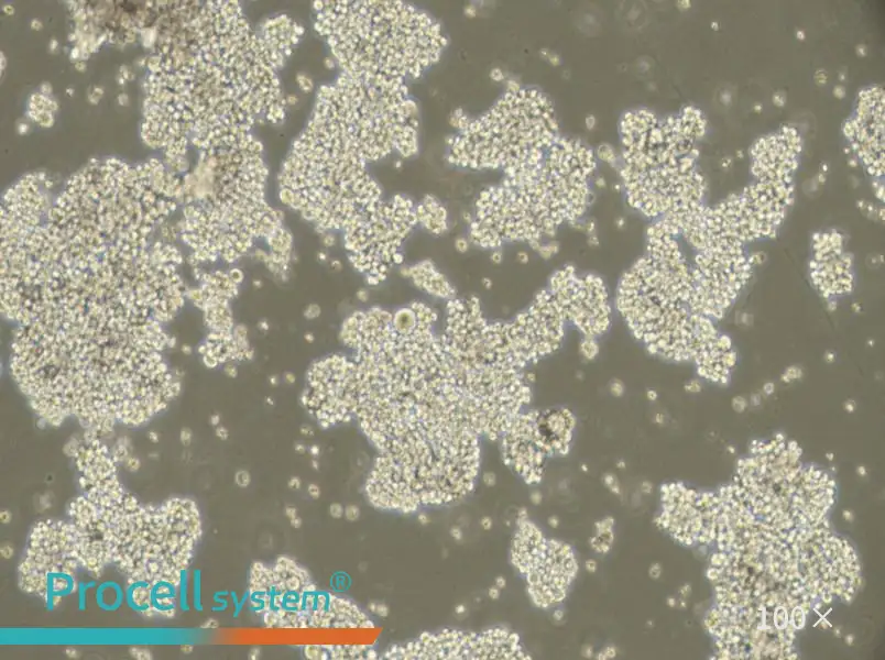 NCI-H716 [H716] Cell Complete Medium - 3