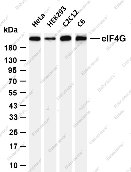 Recombinant eIF4G1 Monoclonal Antibody - 1
