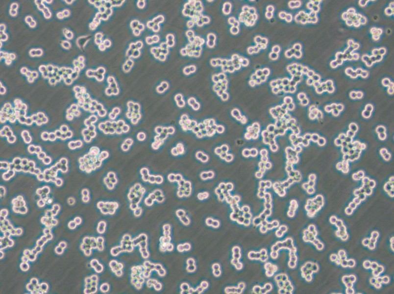 RAW 264.7-EGFP Cell Complete Medium - small - 4