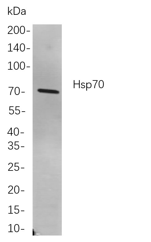 Recombinant Hsp70 Monoclonal Antibody-searchlist-1