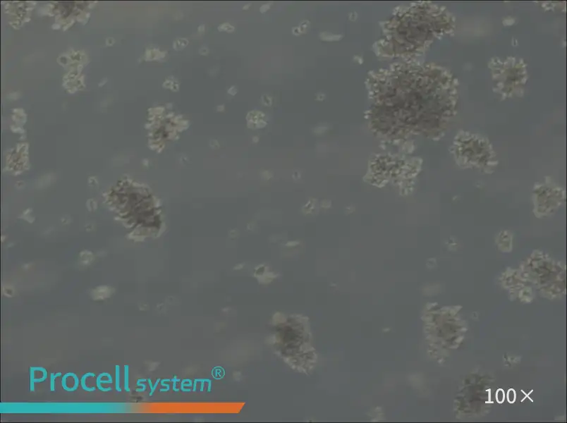 Jiyoye Cell Complete Medium - 1