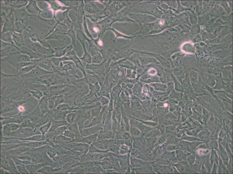 Calu-1 Cell Complete Medium - small - 4