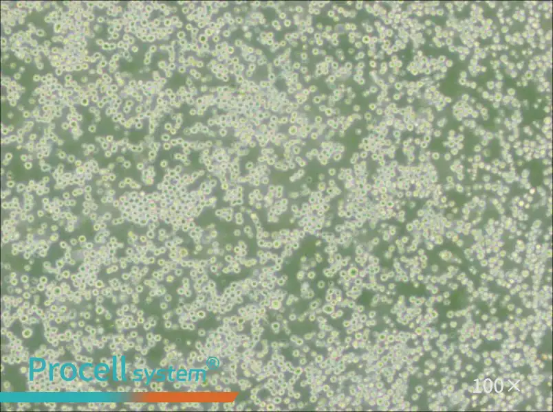 35.1 Cell Complete Medium - 2