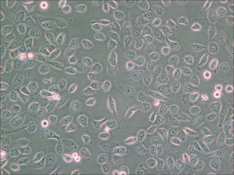 5637 Cell Complete Medium - small - 6