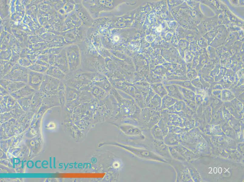 A-704 Cell Complete Medium - small - 6