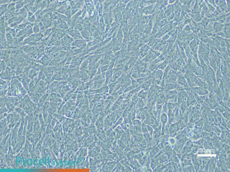 Rabbit Urethral Smooth Muscle Cell Complete Medium - 5