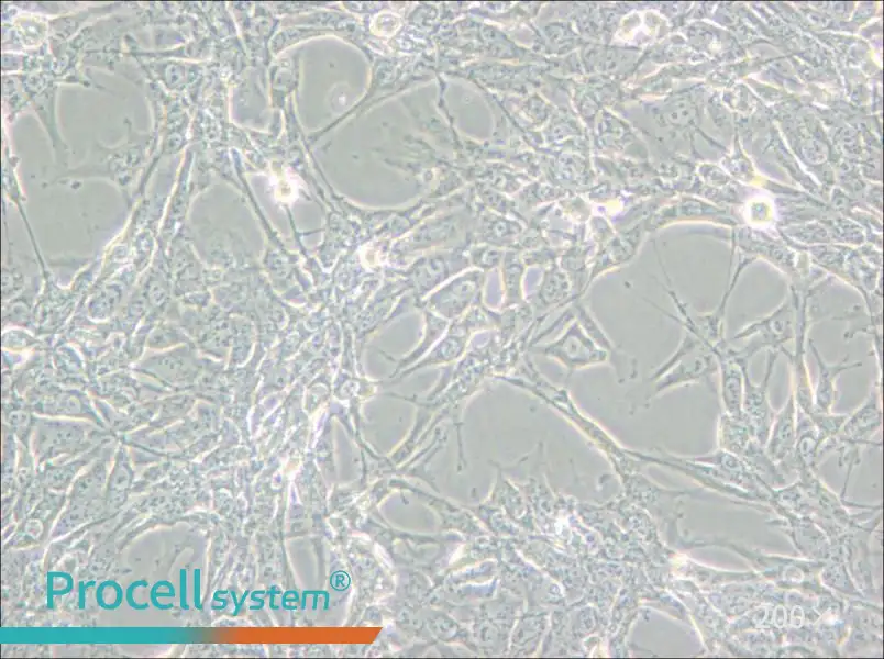 Hey Cell Complete Medium - small - 4