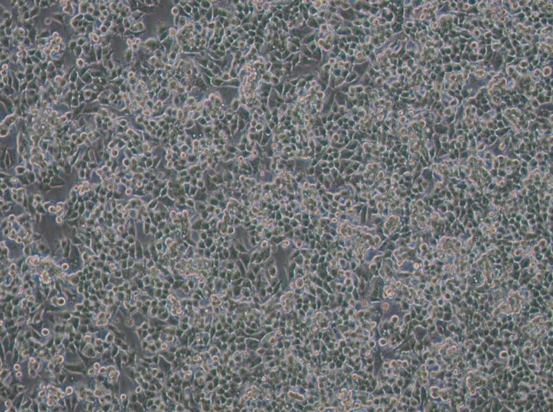 KPL-4 Cell Complete MediumKPL-4 Cell Complete Medium - 2