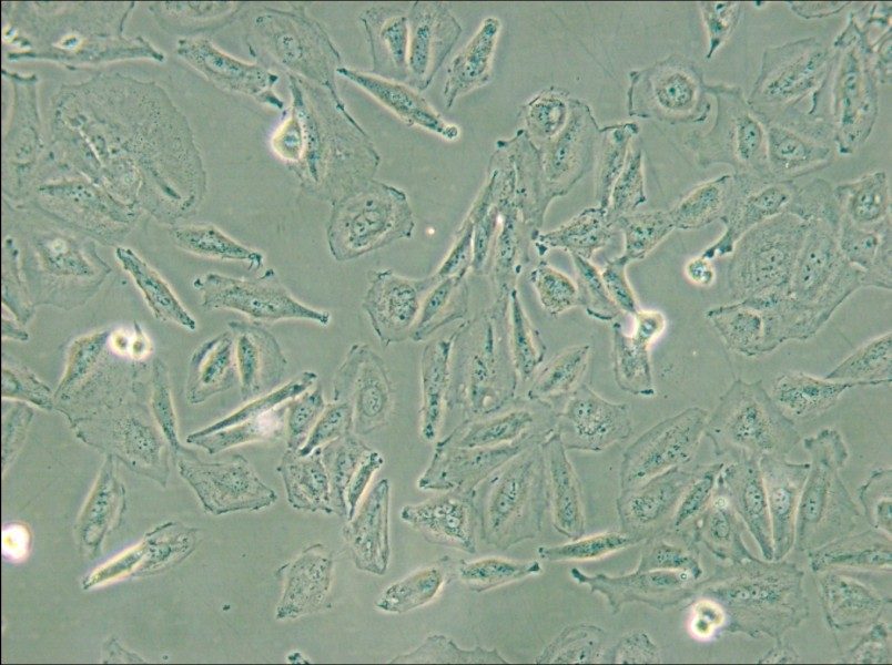 TCCSUP Cell Complete Medium - small - 6