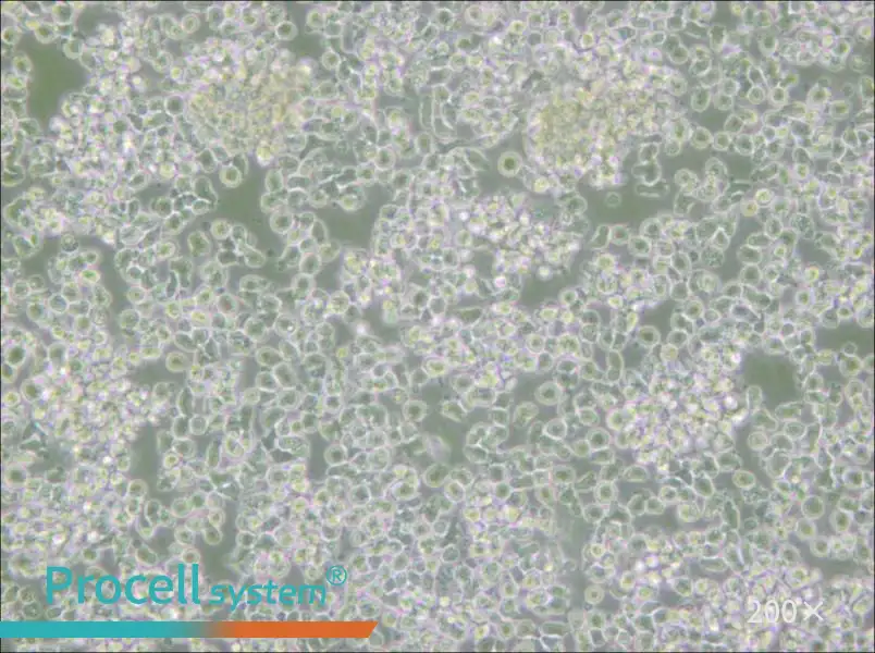 HMy2.CIR Cell Complete Medium - small - 5