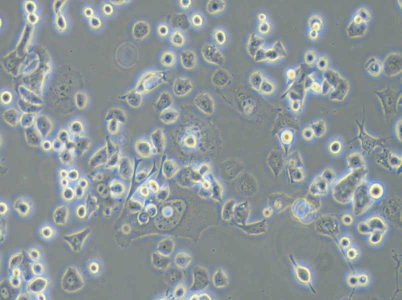 Neuro-2a [N2a] Cell Complete Medium - small - 4