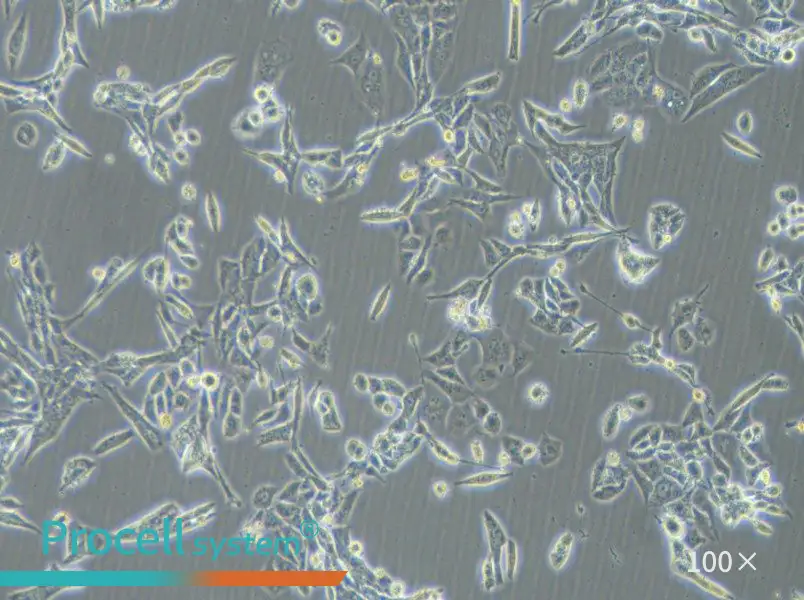 NCI-H446 [H446] Cell Complete Medium - 1