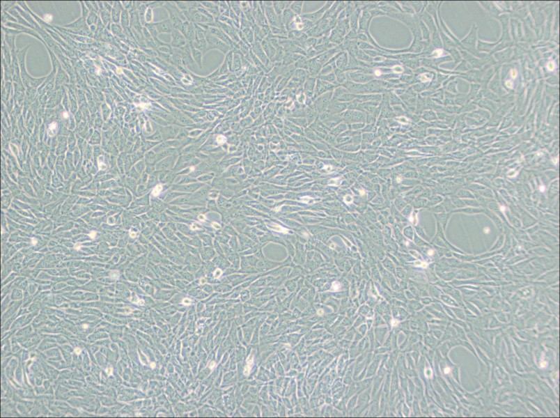 HT22 Cell Complete MediumHT22 Cell Complete Medium - 2