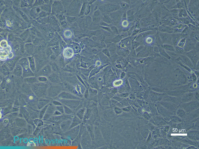 Rat Pulmonary Microvascular Endothelial Cell Complete Medium - 4