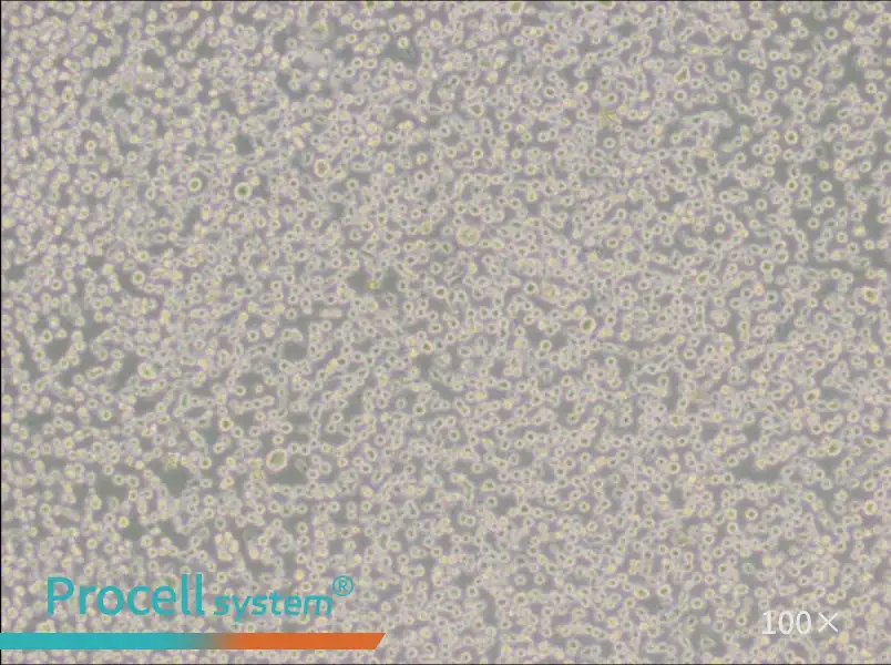 U266 [U266B1] Cell Complete Medium - 1