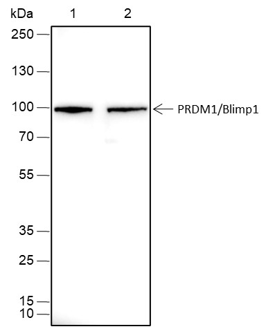 Recombinant PRDM1/Blimp1 Monoclonal Antibody-searchlist-1