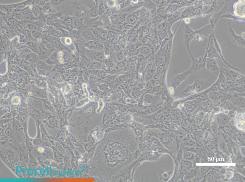 NCI-H2291NCI-H2291 - 4