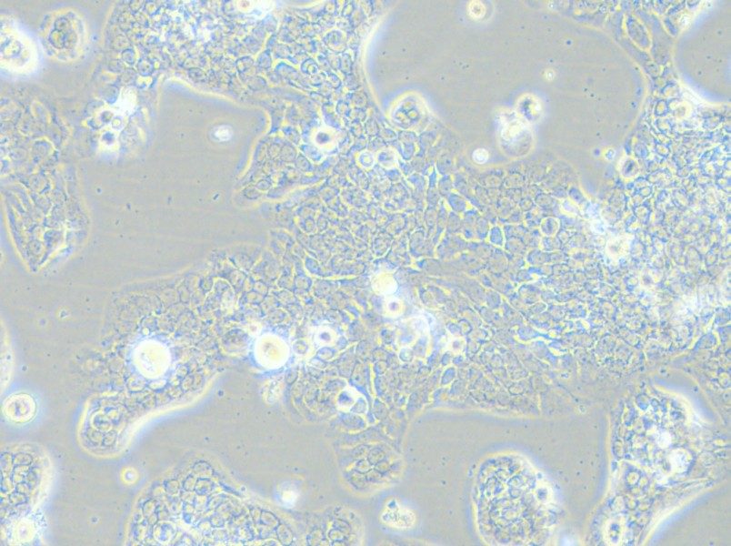 TE-14 Cell Complete Medium - small - 5