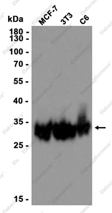 Recombinant Sprouty 4 Monoclonal Antibody - 1