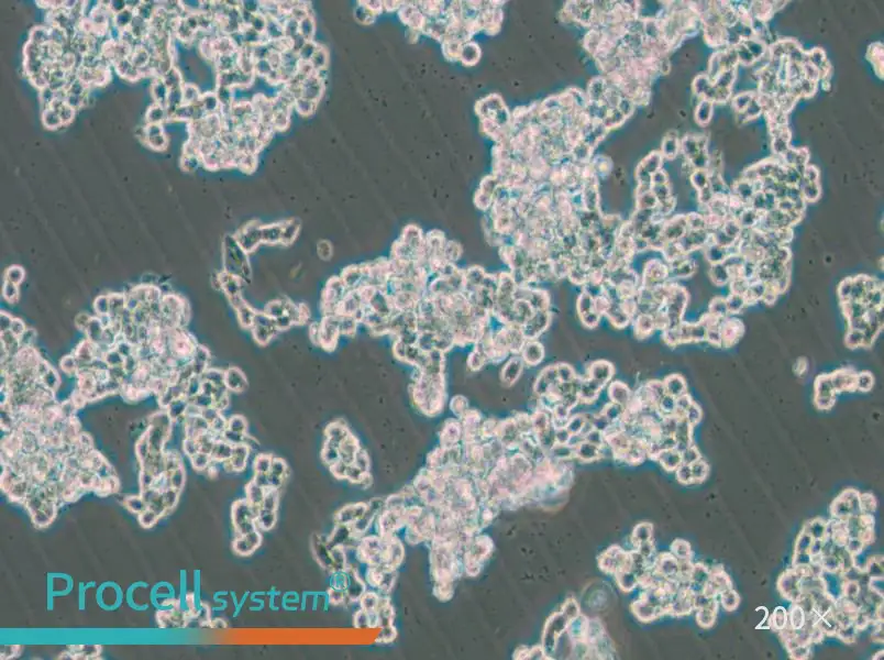 HCC1187 Cell Complete Medium - 5