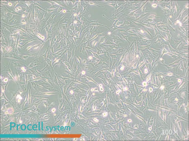 NCI-H2452 [H2452]NCI-H2452 [H2452] - 3