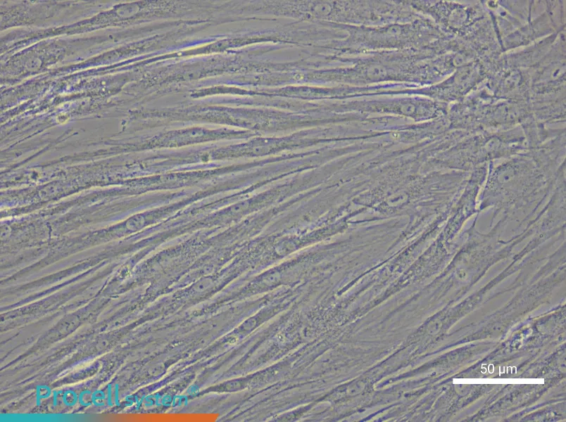 Human Glomerular Mesangial Cell Complete Medium - small - 4