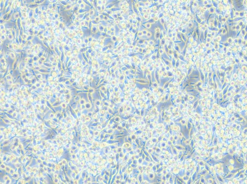 BV2-LUC Cell Complete Medium - small - 5