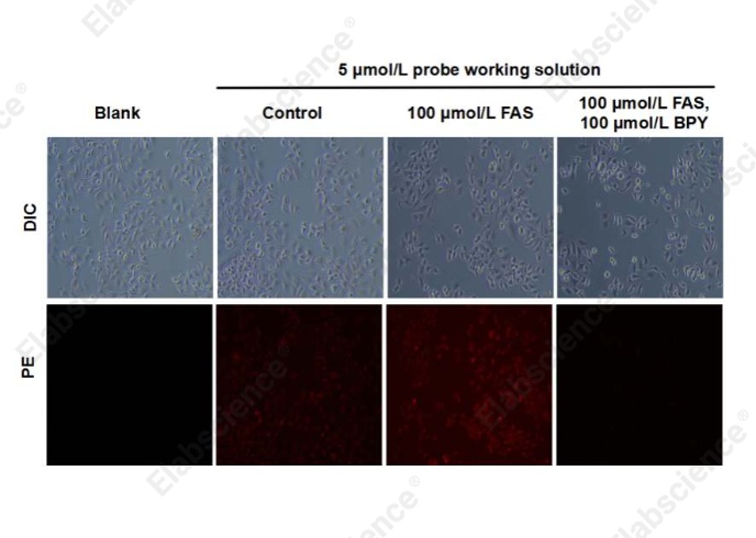 Cell Ferrous (Fe²⁺) Fluorometric Assay Kit - 2