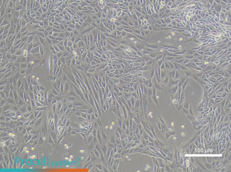 IPAM 3D4/21 Cell Complete MediumIPAM 3D4/21 Cell Complete Medium - 3