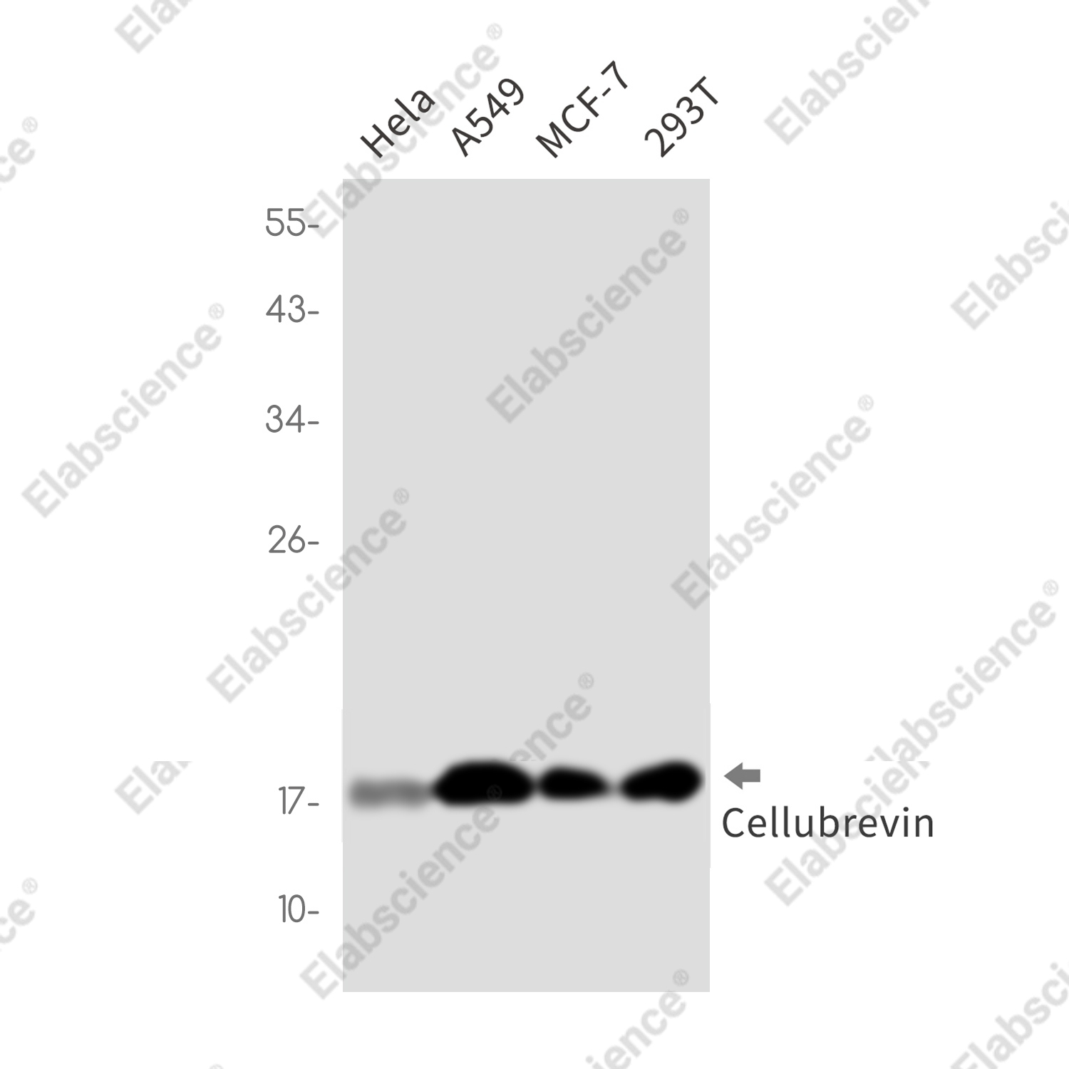 Recombinant Cellubrevin Monoclonal Antibody - 1