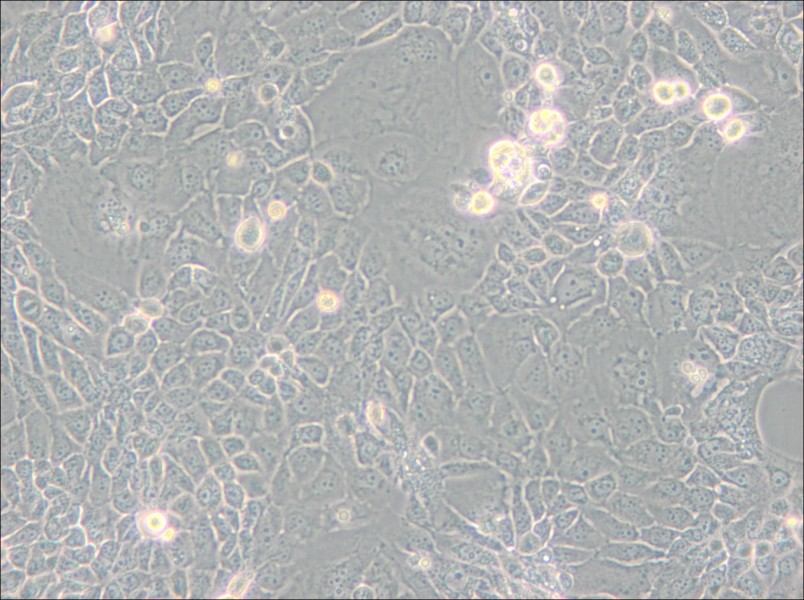 Panc 10.05 Cell Complete Medium - 5