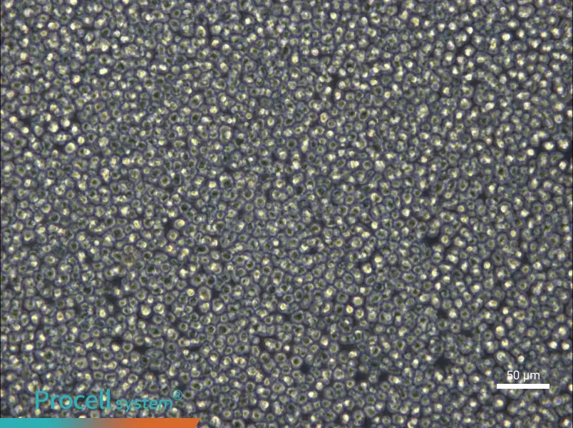 NCI-H929 - 4