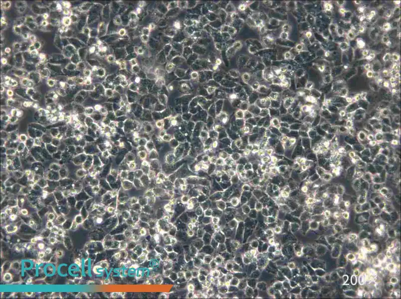 IHH-4 Cell Complete Medium - small - 5