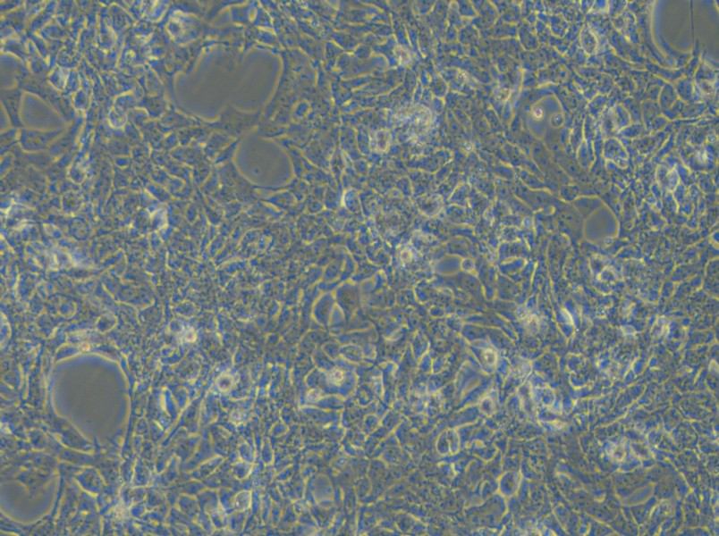 SBC-3 Cell Complete Medium - 6