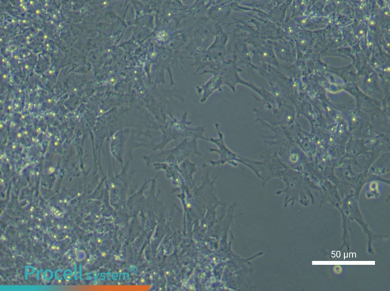 Chicken Follicle Granulosa Cell Complete Medium - small - 5