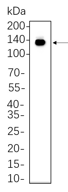 Recombinant CD117/c-Kit Monoclonal Antibody-searchlist-1