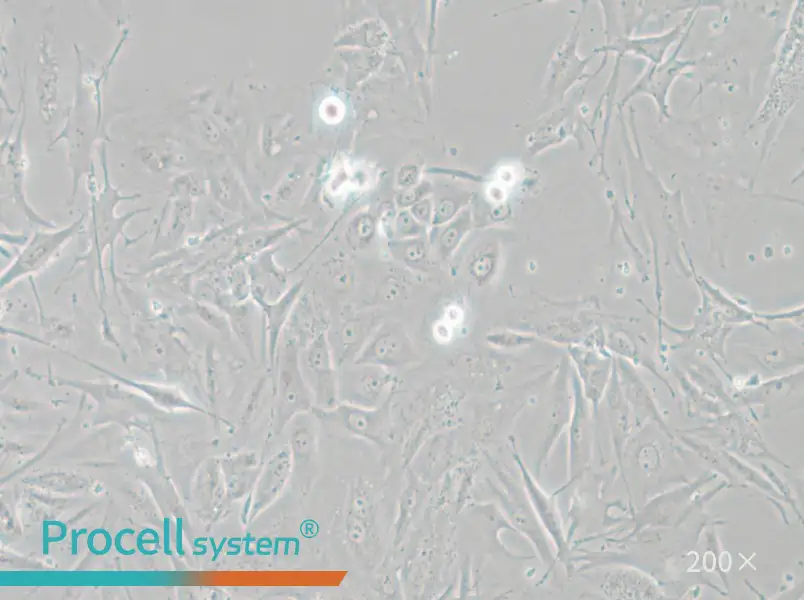 NCI-H1648 Cell Complete Medium - small - 5