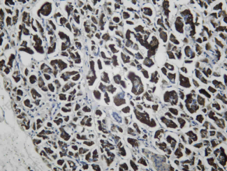 Recombinant TLR5 Monoclonal Antibody - 1