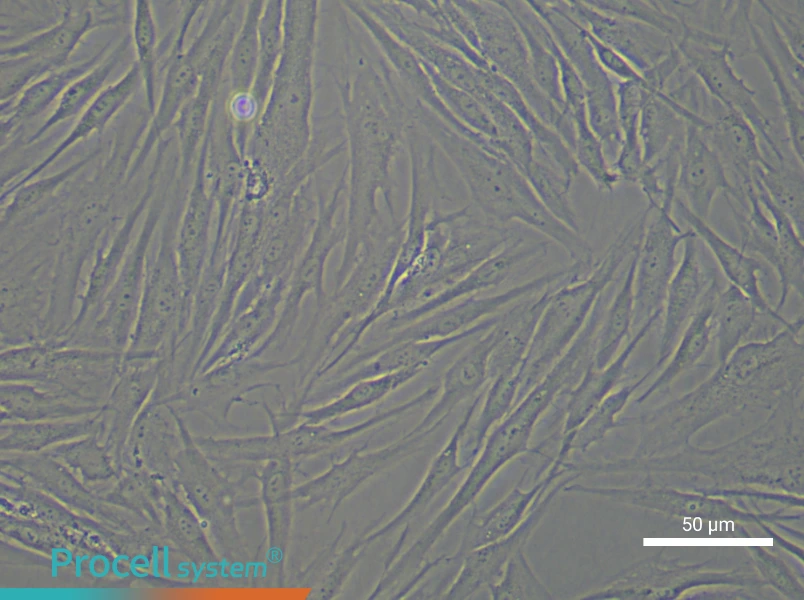 Human Dermal Fibroblast Complete Medium - 6