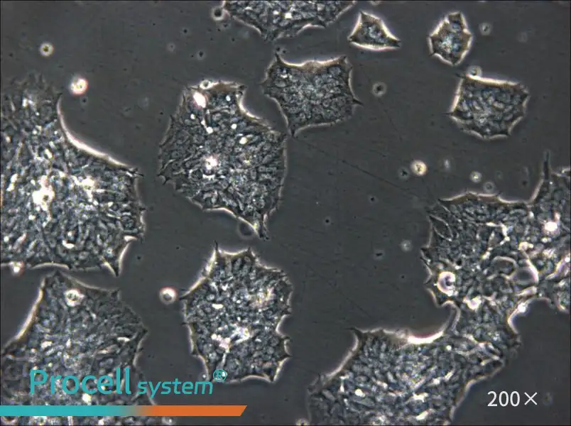 GT1-1 Cell Complete Medium - 5