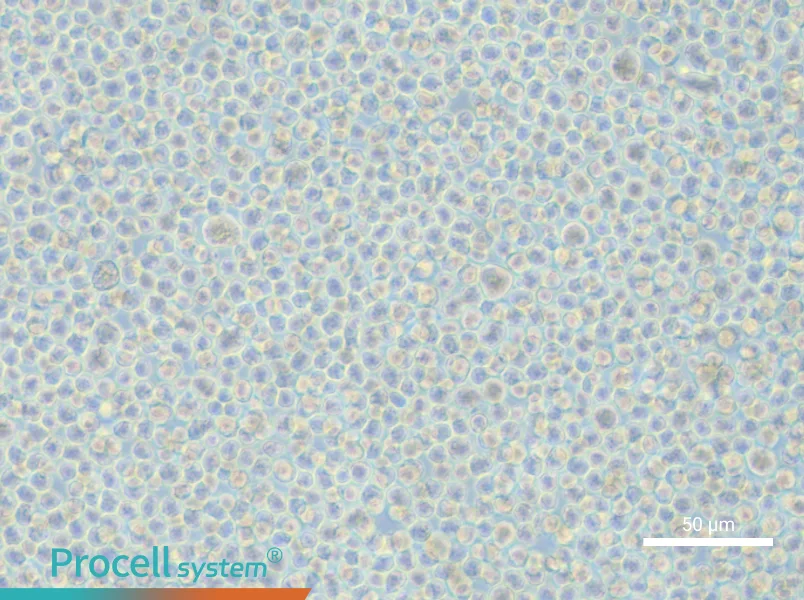 LP-1 - 6