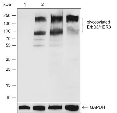 Recombinant ErbB3/HER3 Monoclonal Antibody-searchlist-1